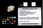 Foto (Objekt + Etikett) von Goniodromites bidentatus (Reuss, 1858)  (NHMW-GEO-1990-0041-2935)